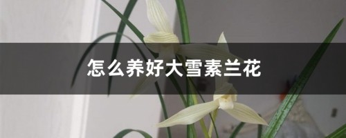 怎么养好大雪素兰花