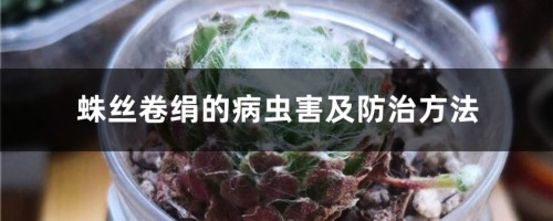 蛛丝卷绢的病虫害及防治方法