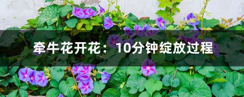 牵牛花开花：10分钟绽放过程