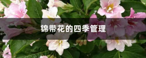 锦带花的四季管理